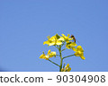 Rape blossoms 21 90304908