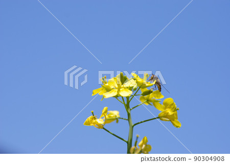 Rape blossoms 21 90304908
