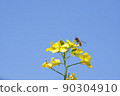 Rape blossoms 22 90304910