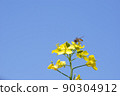 Rape blossoms 23 90304912