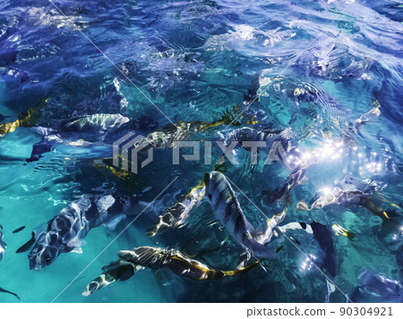 Marine life in Atlantic Ocean on Cuban coast 90304921