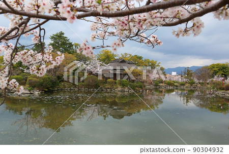 The cherry blossoms on the Kusaba River are in full bloom 90304932