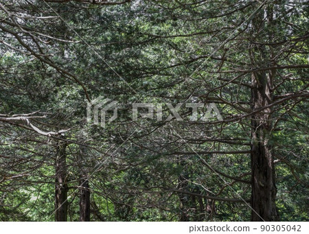 Dense nature Dense nature 90305042