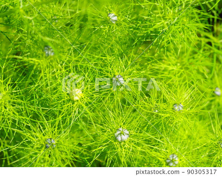 奈杰拉的萌芽 90305317