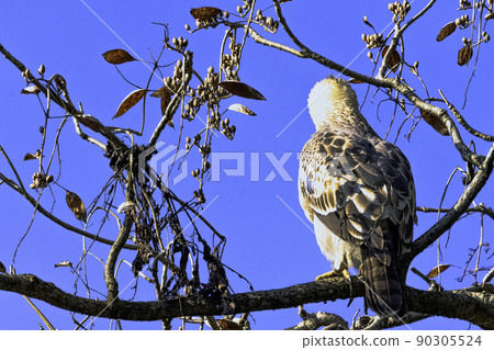 Young changeable hawk-eagle (Nisaetus cirrhatus) Young changeable hawk-eagle (Nisaetus cirrhatus) 90305524