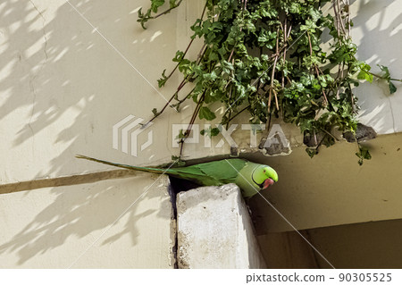Indian rose-ringed parakeet Indian rose-ringed parakeet 90305525