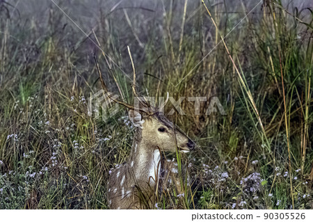 Portrait of young male chital or cheetal Portrait of young male chital or cheetal 90305526
