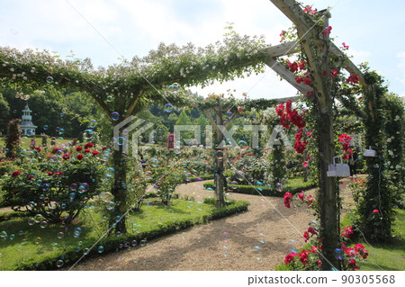 Bagatelle公園裡的玫瑰 Bagatelle公園裡的玫瑰 90305568