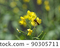 Rape blossoms 24 90305711