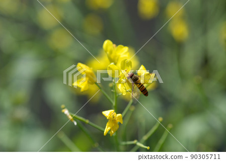 油菜花 24 90305711