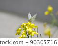 Rape blossoms 26 90305716