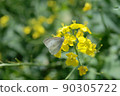 Rape blossoms 28 90305722