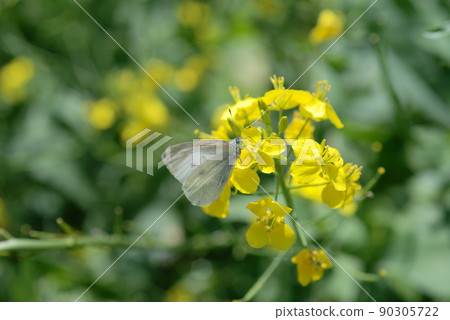 Rape blossoms 28 90305722