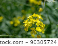 Rape blossoms 29 90305724