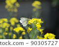 Rape blossoms 30 90305727