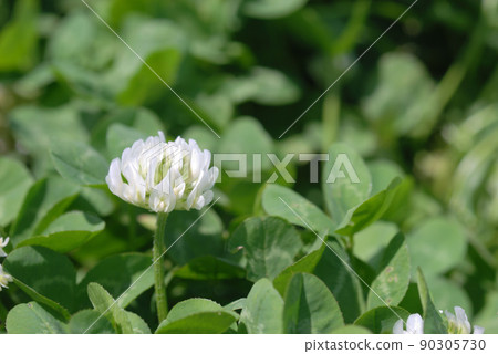 Clover 1 90305730