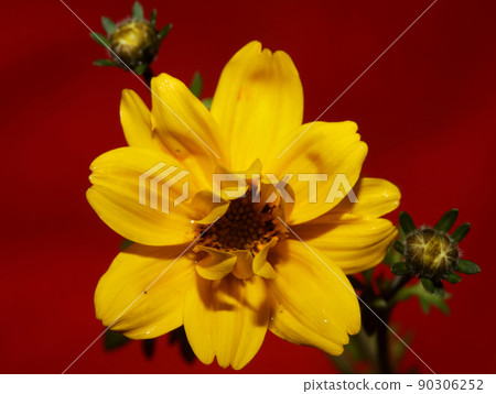 Yellow flower blossoming cosmos caudatus family compositae close up botanical background high quality big size print home decor agricultural shoots Yellow flower blossoming cosmos caudatus family compositae close up botanical background high quality big size print home decor agricultural shoots 90306252