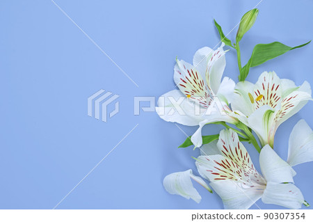 delicate floral background for congratulations, white lilies on blue delicate floral background for congratulations, white lilies on blue 90307354