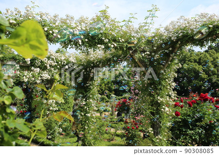 Bagatelle公園裡的玫瑰 Bagatelle公園裡的玫瑰 90308085
