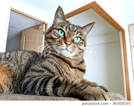 Stock photo: Cat looking at the owner from the cat tower Kijitora cat mocha series Stock photo: Cat looking at the owner from the cat tower Kijitora cat mocha series 90308395