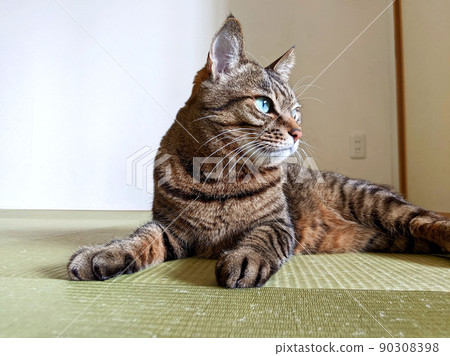 Stock photo: A cat relaxing on aged Ryukyu tatami mats Kijitora Neko Mocha series 90308398
