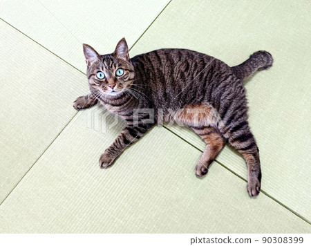 Stock photo: A cat relaxing on a new Ryukyu tatami mat, Kijitora cat mocha series Stock photo: A cat relaxing on a new Ryukyu tatami mat, Kijitora cat mocha series 90308399