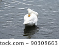 Swan scratching his back 90308663