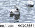 Swan scratching the back of the feather 90308664