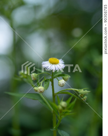 路邊的雜草,姬俊的花 路邊的雜草,姬俊的花 90308785