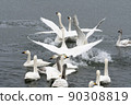 Swans fighting 90308819
