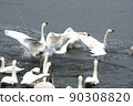 Swans fighting 90308820