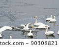 Swans fighting 90308821