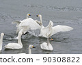 Swans fighting 90308822