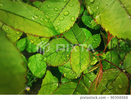 Rain drops on green leaves. Close up rose leaf with dew droplets. Natural background textures 90308988