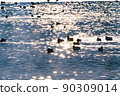 Waterfowl on the glowing lake surface 90309014