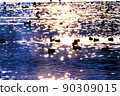 Waterfowl on the glowing lake surface 90309015