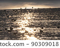 Waterfowl on the glowing lake surface 90309018