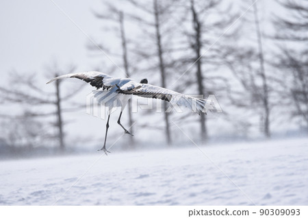 暴風雪和日本起重機(北海道鶴井市) 暴風雪和日本起重機(北海道鶴井市) 90309093