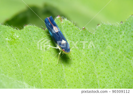 艾蒿葉蟬 艾蒿葉蟬 90309112