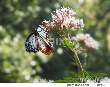 Asagi madara 90309615