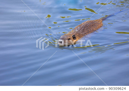 Nutria在河裡游泳 90309624