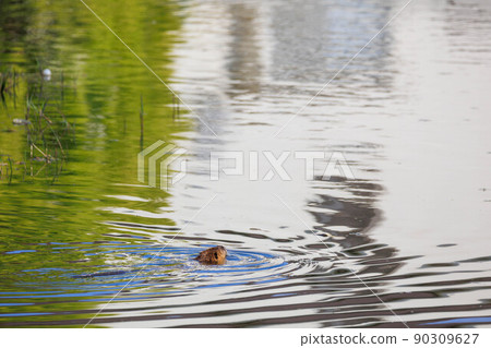 Nutria在河裡游泳 90309627