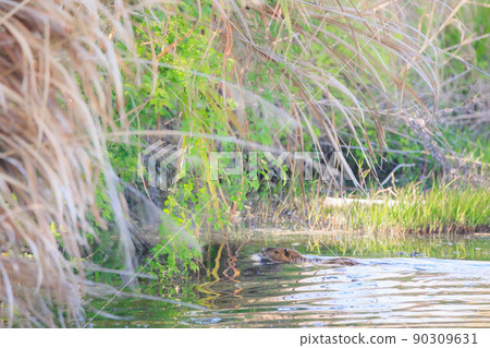 Nutria在河裡游泳 90309631