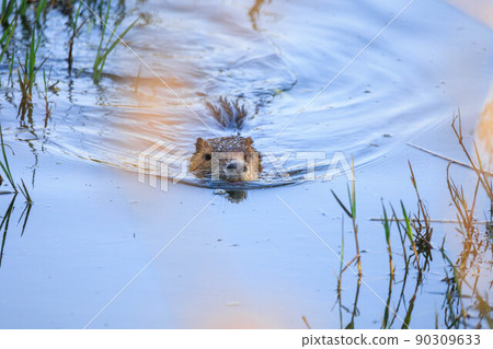 Nutria在河裡游泳 90309633