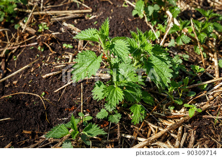 Young green bush of common nettle growing on the ground in spring. Urtica dioica 90309714