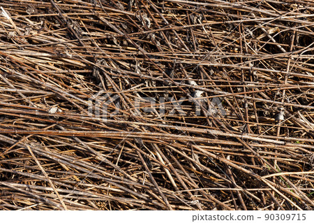 Dry grass background. Natural texture and background from dry grass stems. 90309715