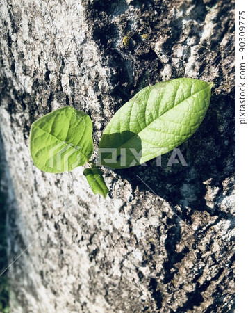 Green leaves 90309775