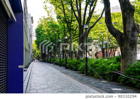 A row of zelkova trees on Omotesando in the morning sun (Shibuya-ku, Tokyo) 90310294