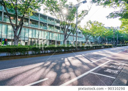 晨光下表參道的一排櫸樹（東京都澀谷區） 90310298