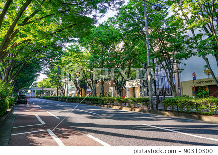 晨光下表參道的一排櫸樹（東京都澀谷區） 90310300